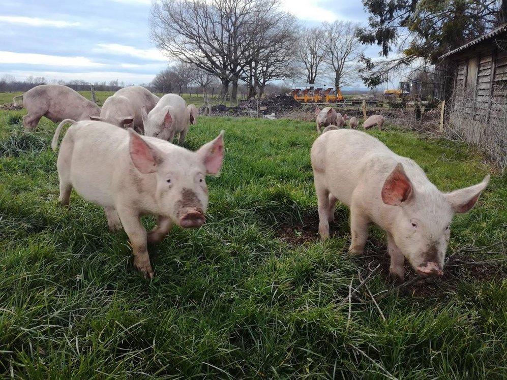 colis viande PORC 5kg